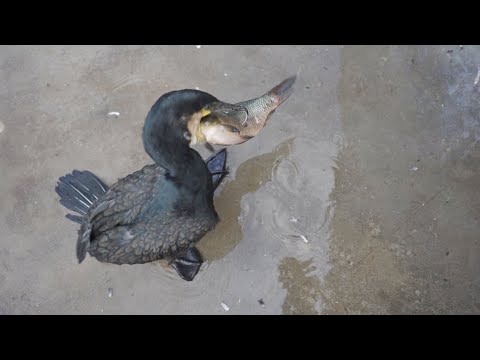 Cormorant's reaction to seeing fish