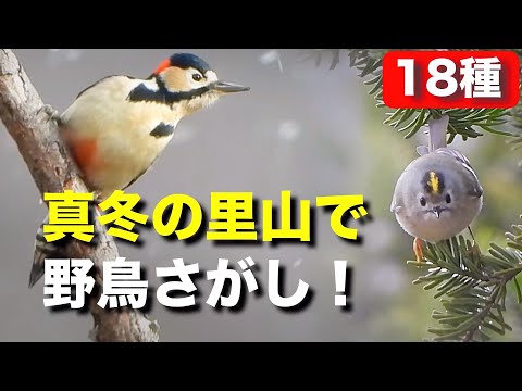 寒さに負けない野鳥たちを探しに行こう！