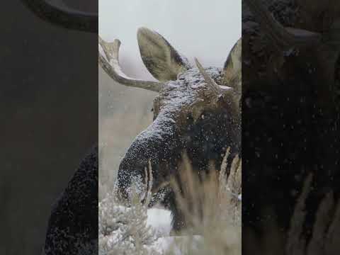 Moose in 60 Seconds: Incredible Facts About Nature’s Forest Giant!