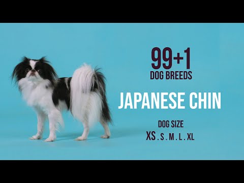 Japanese Chin