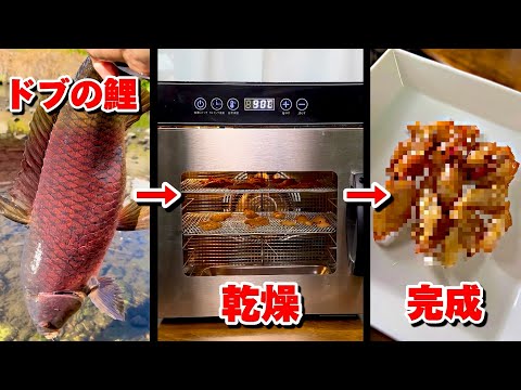 近所の鯉をビーフジャーキーにする