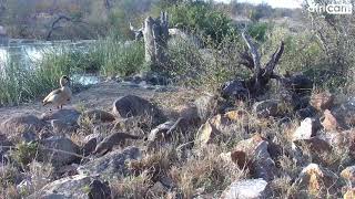 Listen to the Sounds Of Banded Mongoose!