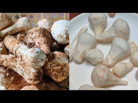 Desi Khumbi kaise saaf kare देसी खुम्बी को साफ करने का सही और सरल तरीका  how to clean mushroom