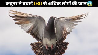 कबूतर ने बचाई 180 से अधिक लोगों की जान😱 | #shorts #newfactsvideohindi #newfacts