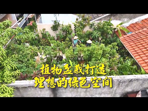 【生活地球村】 植物盆栽打造理想的綠色空間 20250105