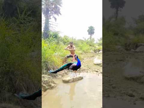 How to catch PEACOCK 🦚 in my village #shorts #youtubeshorts #ytshorts #viral #peacock #village