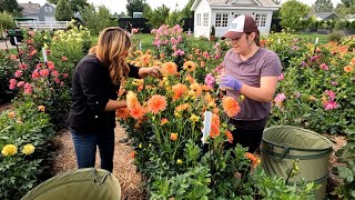 Cut Flower Garden Work Day with Monica! 🌸✂️🥰 // Garden Answer