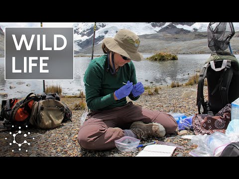 Hunting For Signs of Life at the Top of the World