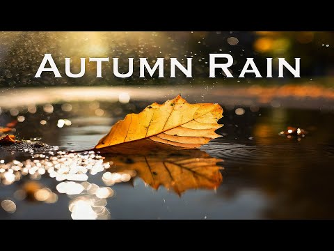 Autumn Rain Jazz | Music to Warm Your Soul  | Relax Music