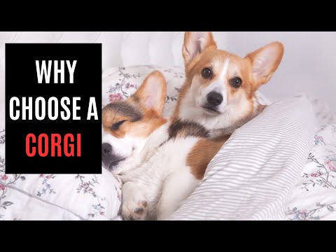 7 Reasons Why a Corgi Makes the Perfect Family Pet