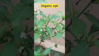 organic npk #gardeningvideos #gardenersgardening #plants #gardeninglovers #gardenplants