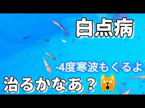 【メダカ】白点病はどの子？治るかなあ‎💦明日から寒波#病気#水換え#越冬#塩浴#薬浴