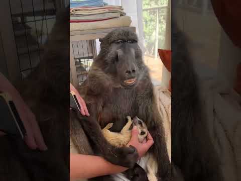 A Baboon hugging her Meerkat BEST friend! #animalfriends #cuteanimals #farmlife #bestfriend #toocute