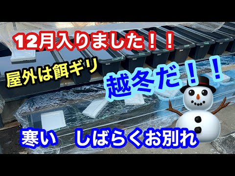 (メダカ)12月がきてしまった。寒い屋外はしばしの別れ