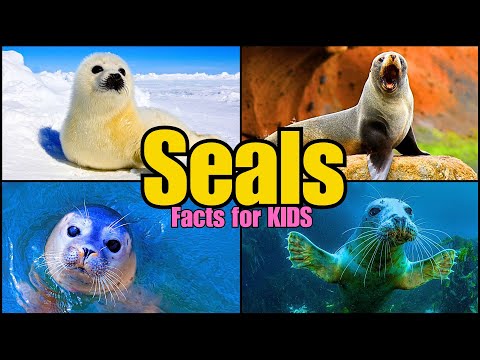 Learn All About Seals! (Facts for Kids)