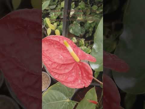 Beautiful Anthurium plant #indoorplantlover#trendinganthurium  #natue#viralshort#plants#luckyplants