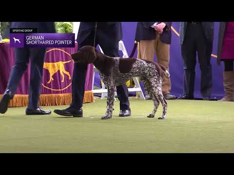 Pointers (German Shorthaired) | Breed Judging 2024