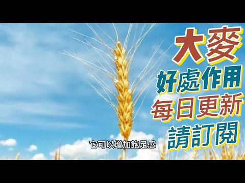 EP157 大麥Barley 的好處與作用 促進飽足感 抗氧化作用 健康  養生 天然 食療 原形食