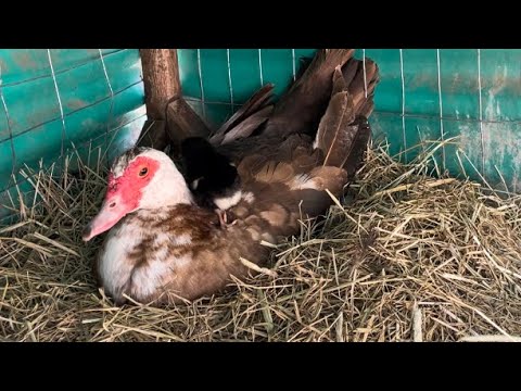 Muscovy Duck Hatches Black Copper Maran Chick