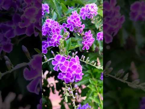 #flowers #shortsviral #nature #viraltrending #trending #shortsviral #viralvlogvideo