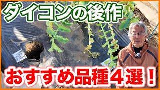 家庭菜園や農園でダイコン収穫後の後作おすすめ品種4選！大根を後作として活用したい畝やシェア畑杉並井草よりお知らせもあります！【農園ライフ】