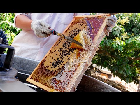 Honey Harvesting, Honey Processing Plant / 蜜蜂採收, 蜂蜜工廠 - Food Factory