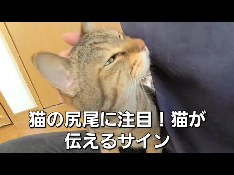 「猫の尻尾に注目！猫が伝えるサインを知って猫とのコミュニケーションを深めよう！」