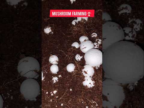 Mushroom farming business in India  Button Mushroom farming #shorts