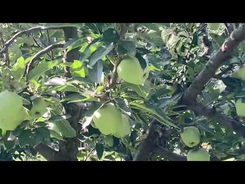 Kashmir apple orchards | NatureQuest With Bilal #kashmiriapple #appleorchards