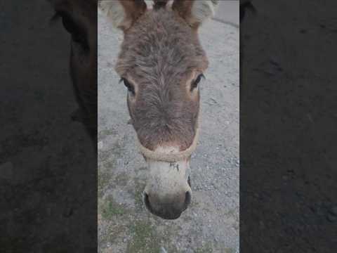 저돌적인 당나귀 Cute donkey from Kyrgyzstan