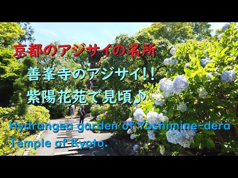 善峯寺のアジサイ、紫陽花苑で見頃♪【Hydrangea garden of Yoshimine-dera Temple.】