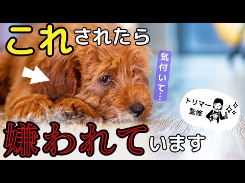 【最新】犬が嫌いな人に見せるサイン13選！トリマー監修