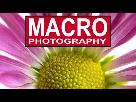 MACRO PHOTOGRAPHY FOR BEGINNERS ON A BUDGET - How to take amazing close up macro photos.