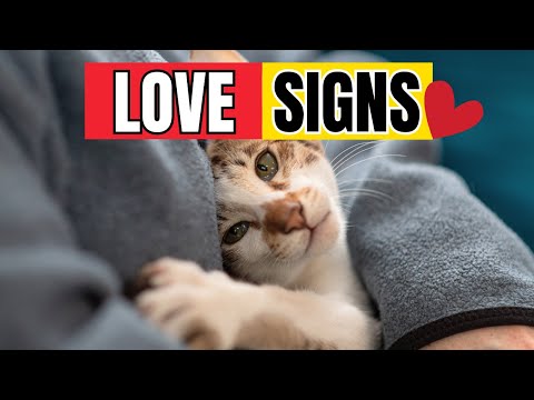 5 Surprising Ways to Make Your Cat LOVE You More!