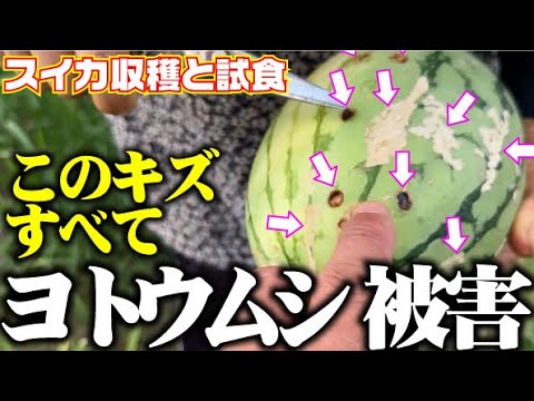 【決定的瞬間！】ヨトウムシがスイカをカジっている瞬間を動画に収める事が出来ました【マダーボール】【羅王】【スイカ】