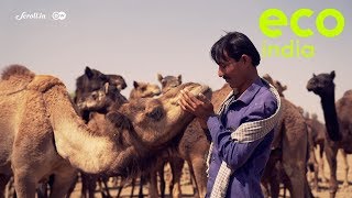 Eco India: Camel wool has given traditional herders and weavers in Gujarat a new lease on life