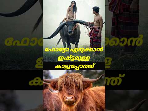 Wild buffallo.. ഫോട്ടോ എടുക്കാൻ നിന്നു തന്ന കാട്ട് പോത്ത് #shorts #shortsfeed #shortsvideo