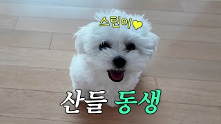 B1A4 산들 동생을 소개합니다