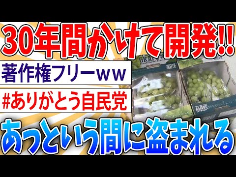 【悲報】30年かけて開発された日本のシャインマスカットあっという間に盗まれる【2ch面白いスレ】