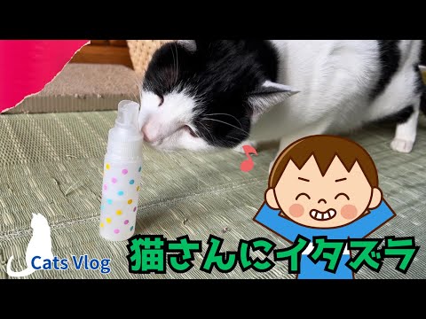 [Cat Vlog] "How do cats react to the blessings of water? Funny reaction video 🌊"