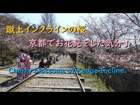 蹴上インクラインの桜、京都でお花見したつもり♪【Cherry blossoms of Keage Incline of Kyoto.】