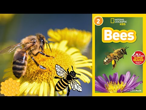 National Geographic Readers Bees  | read aloud science book