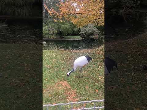 RedCrownedCrane#GrusJaponensis#BirdLovers#BirdWatching#BirdPhotography#FrankfurtZoo#ElegantBird#