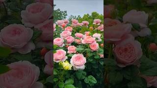 Super rose flowers garden*