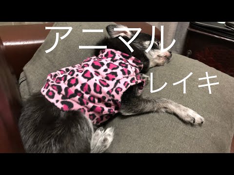 私はレイキマスターです。毎日我が家の犬猫たちにレイキヒーリングをしています。