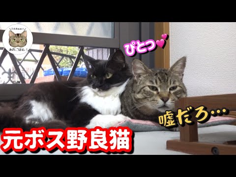 【元ボス野良猫】保護から２年後のボス猫にモテ期が！？