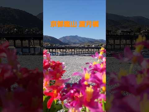 京都嵐山 渡月橋~君想ふ~(倉木麻衣)2024 #music #song #kyoto #嵐山 #渡月橋 #倉木麻衣 #flowers