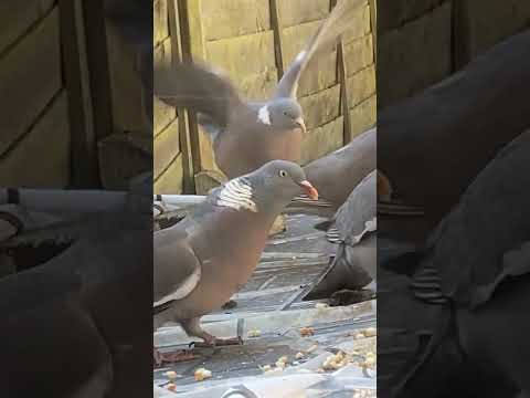 Wood Pigeons Party 🥳 🕊️🦅🦅🥰