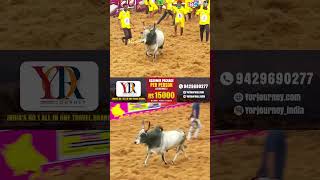 அஹா.. அஹா.. என்ன style யா! கெத்து காட்டிய காளை.. |  Palamedu jallikattu