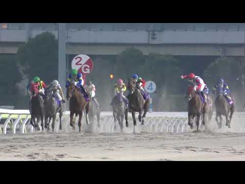 地方2歳ダート女王決定戦「第47回東京2歳優駿牝馬／Sl 地方全国交流 1600m(内」は2番人気の大井⑪ローリエフレイバー(父マジェスティックウォリアー)がデビュー2戦目から4連勝で戴冠！重賞初V🎊